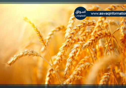 مصر