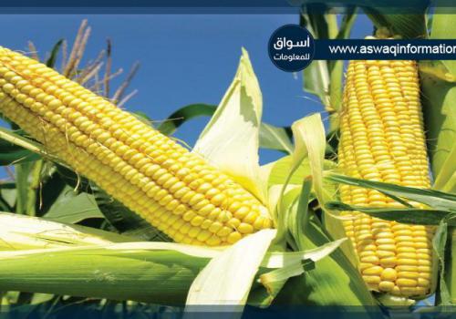 الهند