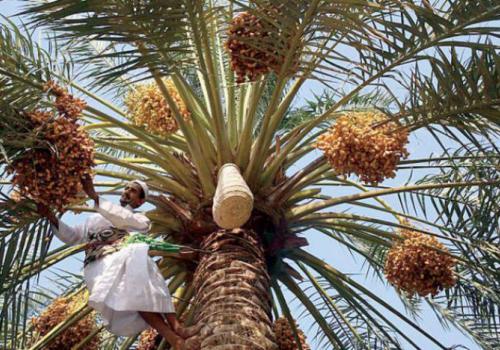 السعودية