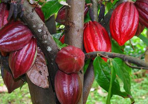 عانا